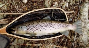 Fario de 57 cm sur le No Kill de navarrenx