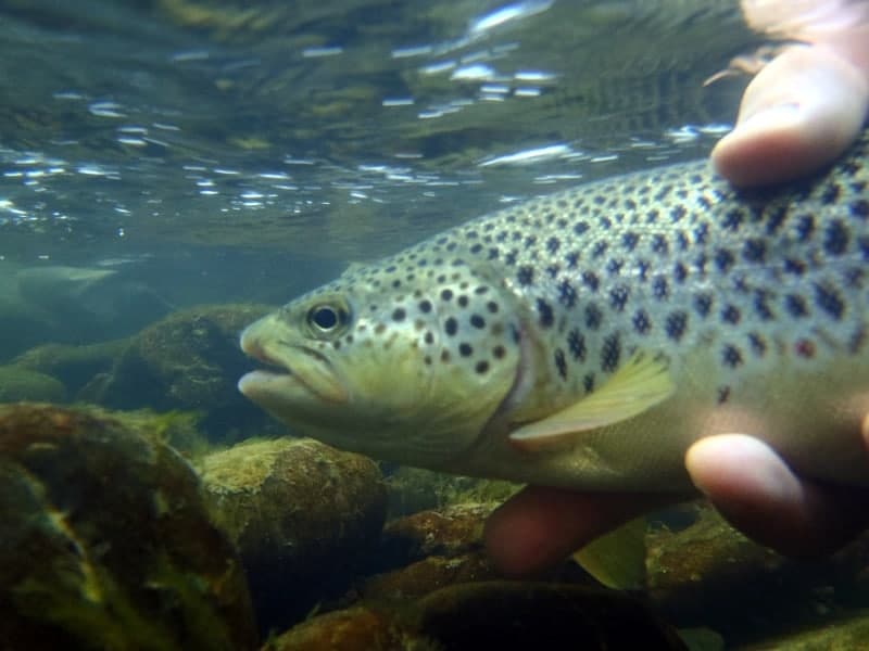 Pêche au toc en plein été